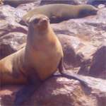 Seals on the Rocks